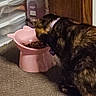 Hazzel joined the competition — help win amazing prizes! cat, pet, food_bowl, indoor, carpet, tortoiseshell_cat, feeding, pink, plastic_bowl, collar, household_items, storage_drawers, bottle, fur, animal, domestic, eating, floor, side_view, quiet