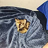kitten, cat, tortoiseshell, blanket, blue_blanket, bed, pillow, blue_pillow, cozy, indoor, pet, animal, feline, fur, resting, snuggled, cute, small, young, comfort