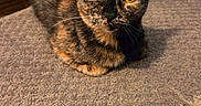 Hazzel joined the competition — help win amazing prizes! cat, tortoiseshell_cat, indoor, carpet, pet, animal, feline, fur, sitting, looking, curious, calm, wall, floor, home, domestic, cute, whiskers, ears, yellow_eyes