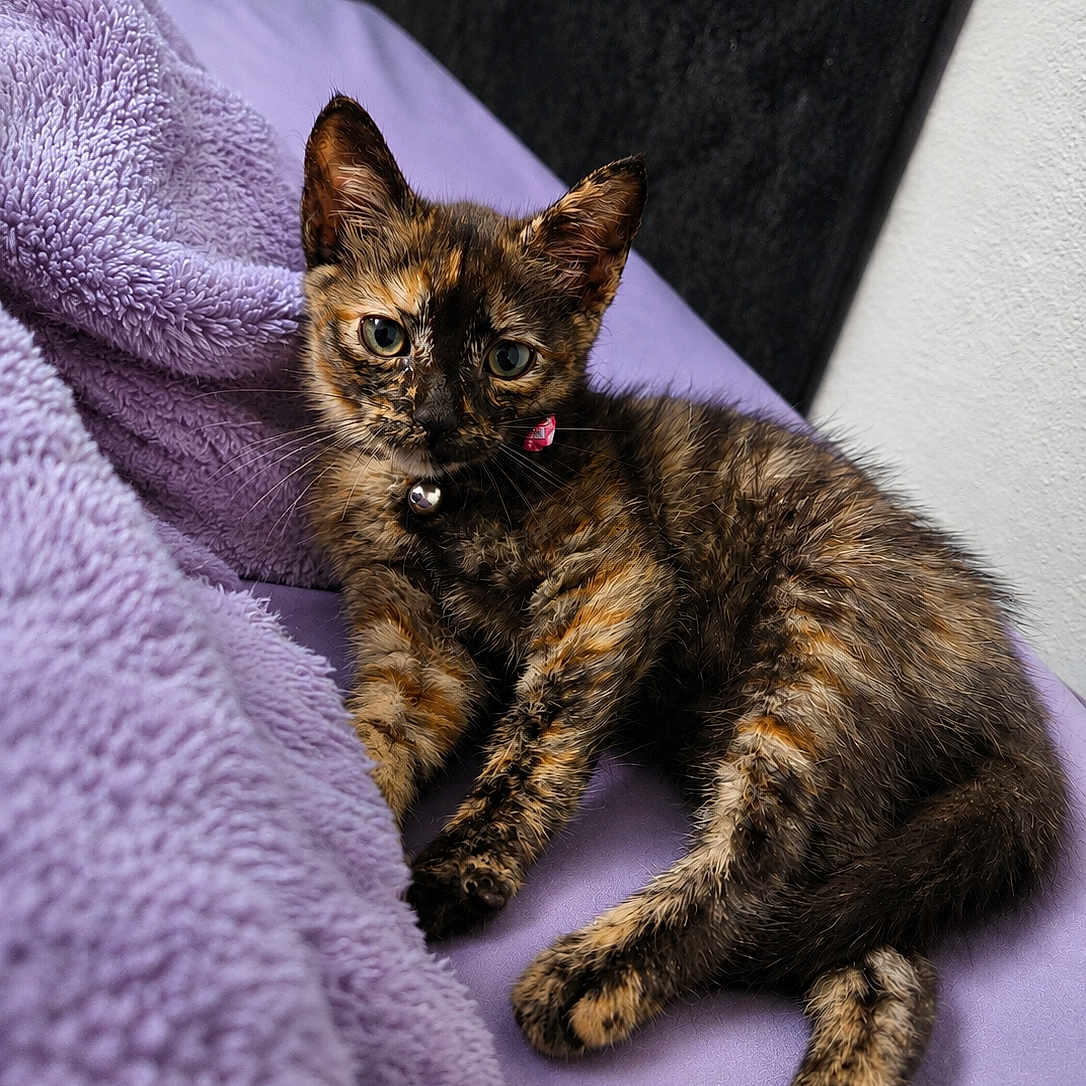 Hazzel joined the competition — help win amazing prizes! kitten, cat, tortoiseshell, pet, animal, feline, collar, bell, purple_blanket, soft_texture, cute, young, indoor, relaxed, lying_down, fur, whiskers, ears, tail, closeup