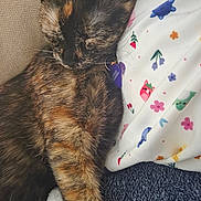 Hazzel is registered to the contest to win money with this photo: cat, tortoiseshell, sleeping, nap, feline, fur, pet, cozy, cute, patterned_fabric, colorful, whiskers, relaxed, domestic_animal, indoor, soft, closeup, resting, animal, companion