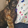 cat, tortoiseshell, sleeping, nap, feline, fur, pet, cozy, cute, patterned_fabric, colorful, whiskers, relaxed, domestic_animal, indoor, soft, closeup, resting, animal, companion