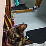 Hazzel is registered to the contest to win money with this photo: cat, tortoiseshell, pet, animal, indoor, mirror, blanket, furniture, wood, reflection, colorful, cozy, curious, closeup, face, ear, person_arm, fabric, room, casual