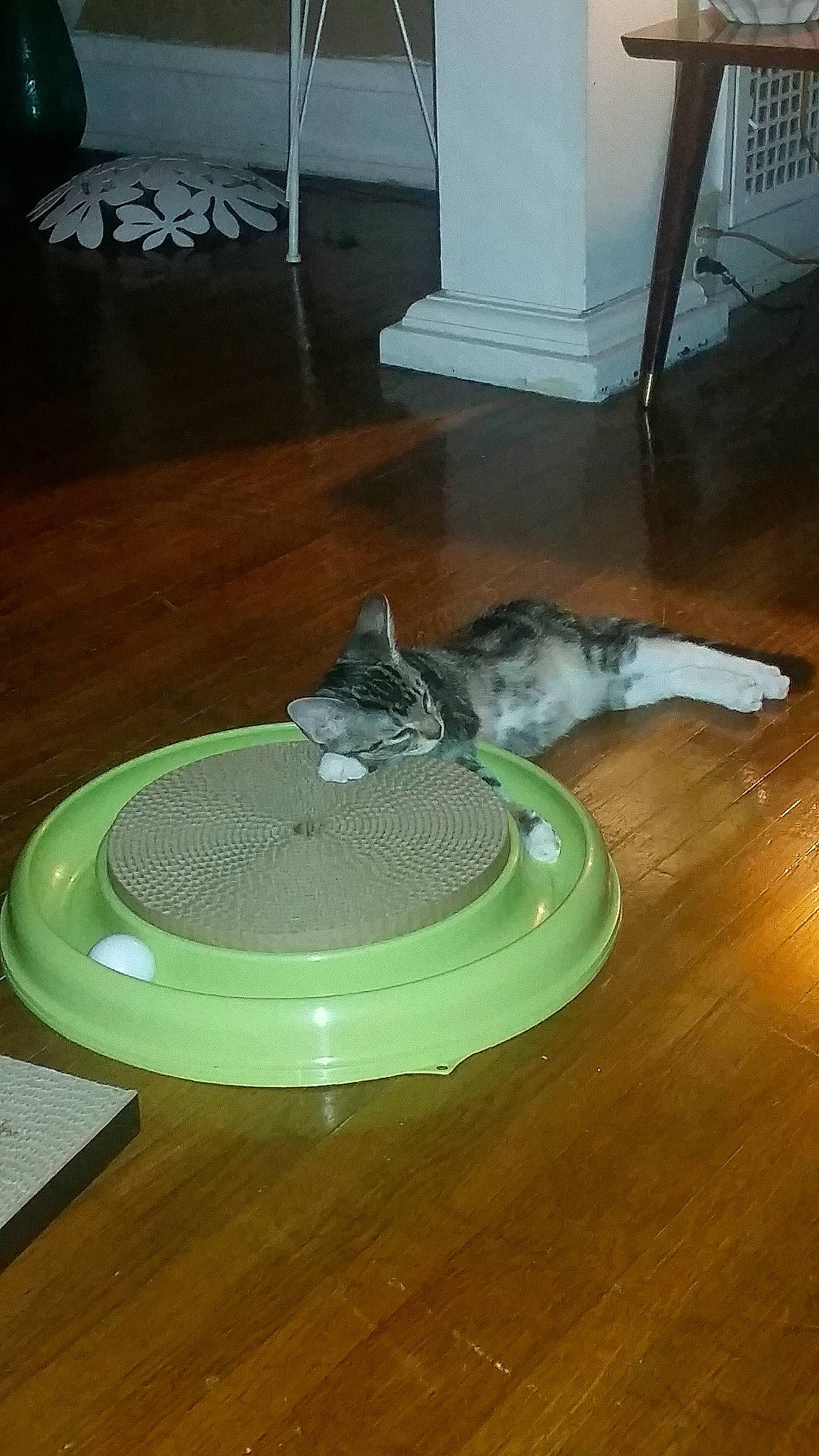 Francis is registered to the contest to win money with this photo: carnivore, cat, felidae, floor, flooring, hardwood, kitten, small_to_medium_sized_cats, tail, whiskers, wood, wood_flooring