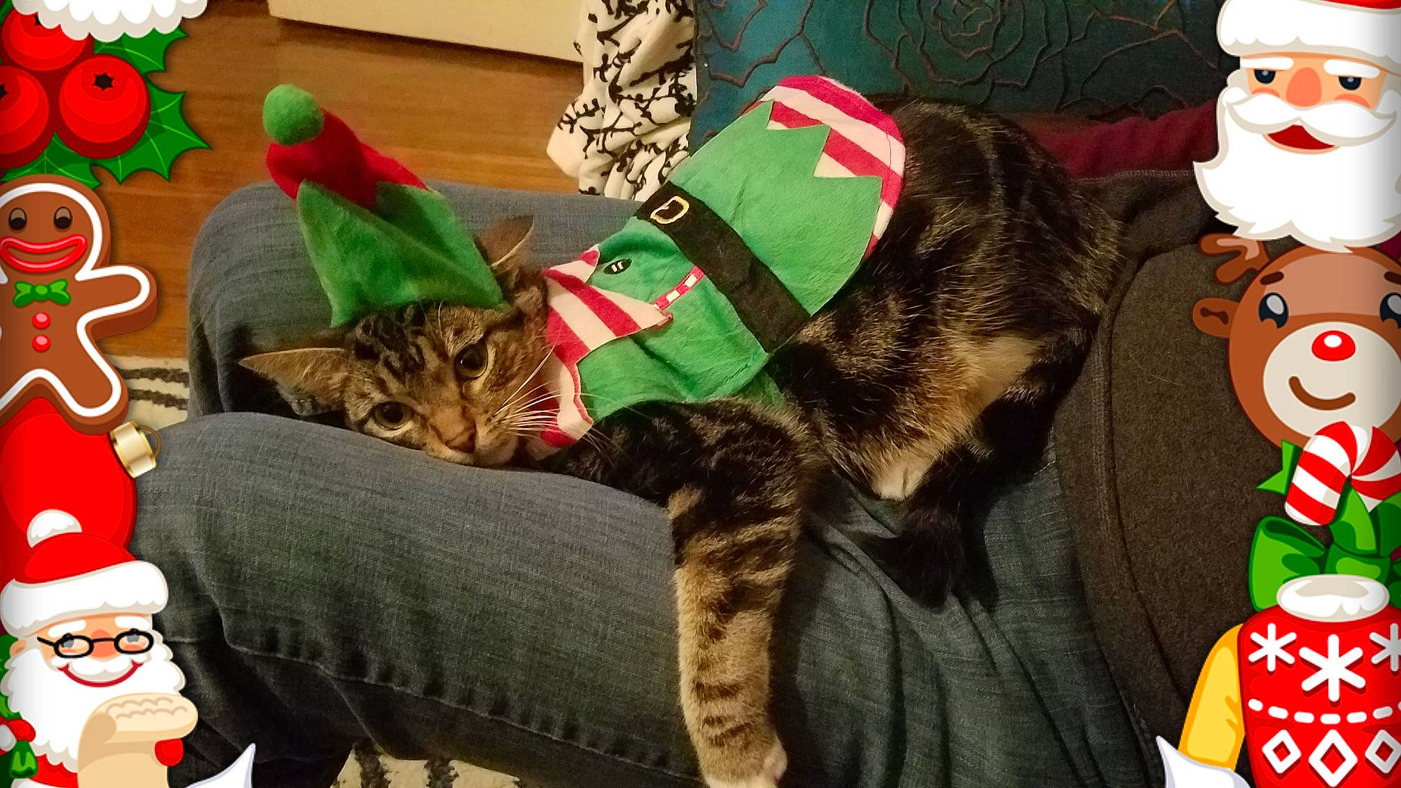 Francis is registered to the contest to win money with this photo: american_shorthair, asian, carnivore, cat, christmas, christmas_eve, domestic_short_haired_cat, european_shorthair, felidae, fictional_character, holiday, pixie_bob, small_to_medium_sized_cats, tabby_cat, tail, whiskers