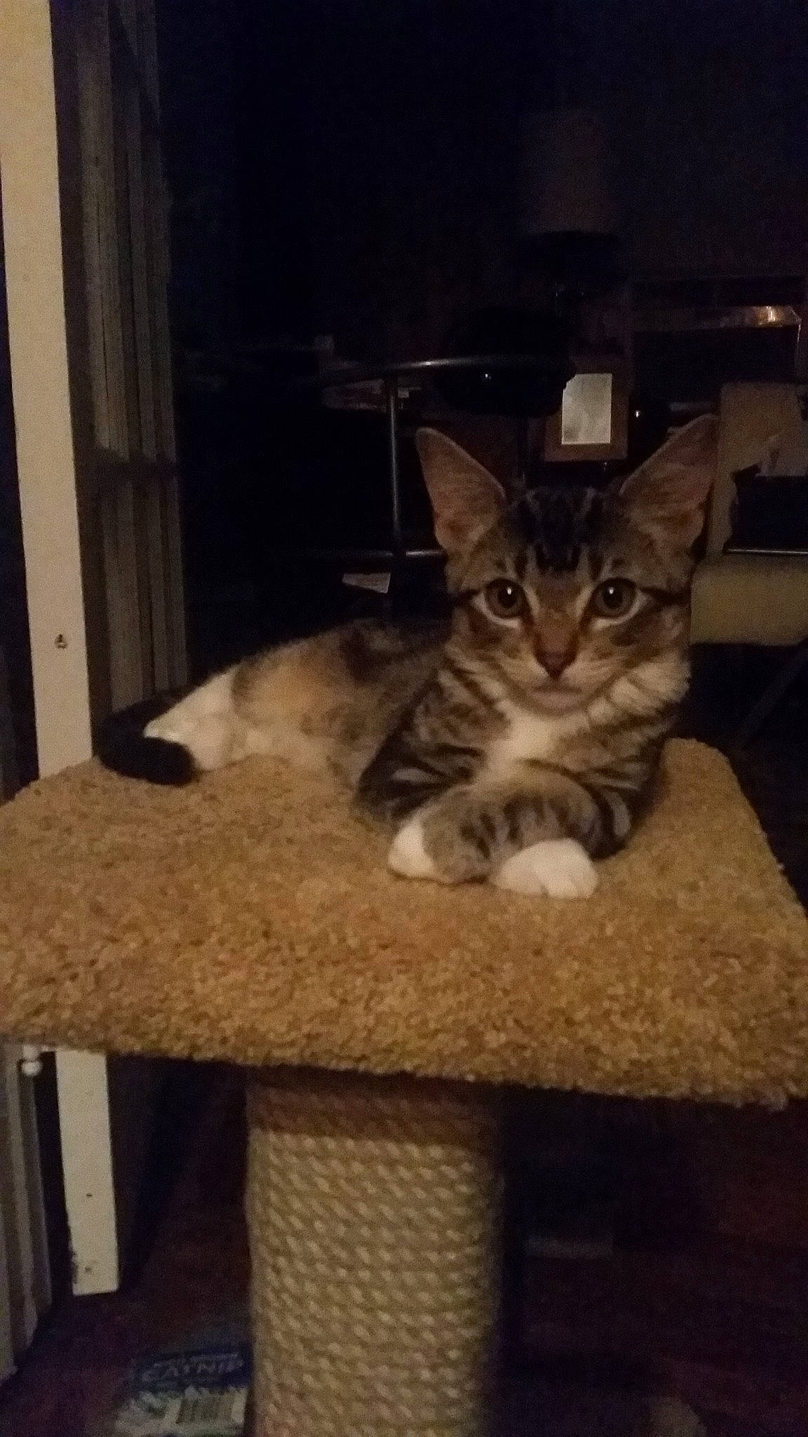 Francis joined the competition — help win amazing prizes! aegean_cat, american_shorthair, asian, carnivore, cat, chausie, domestic_short_haired_cat, egyptian_mau, european_shorthair, fawn, felidae, kitten, mammal, ocicat, pixie_bob, polydactyl_cat, small_to_medium_sized_cats, tabby_cat, vertebrate, whiskers