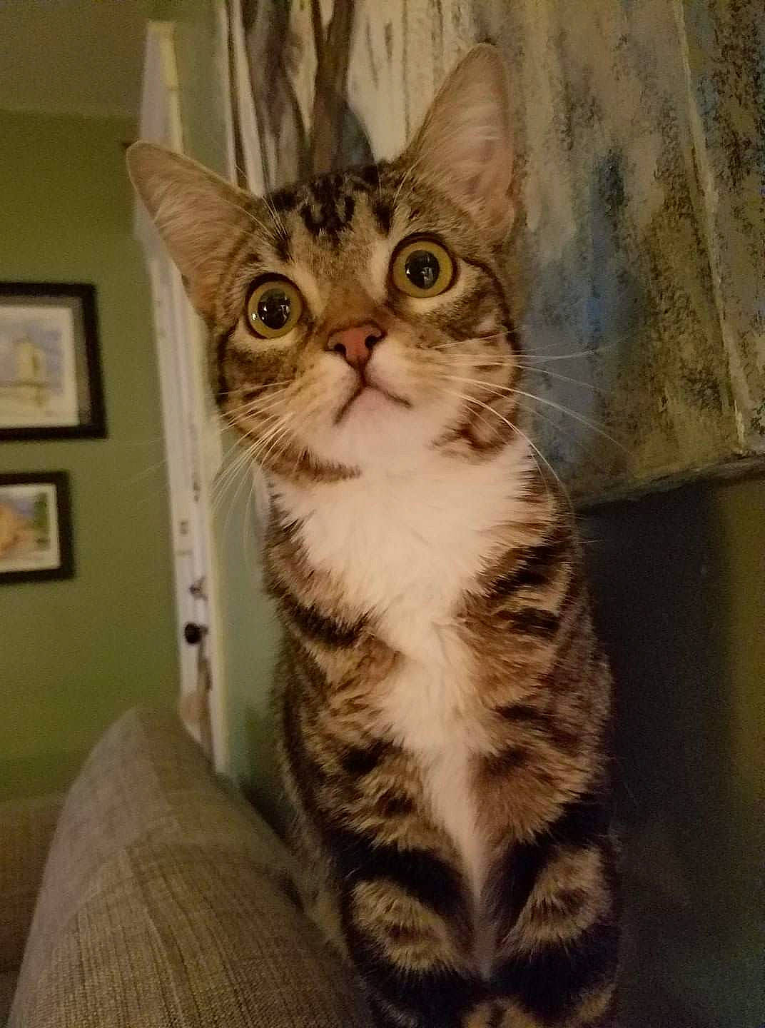 Francis joined the competition — help win amazing prizes! aegean_cat, american_shorthair, american_wirehair, arabian_mau, asian, australian_mist, california_spangled, carnivore, cat, domestic_short_haired_cat, dragon_li, european_shorthair, felidae, kitten, mammal, small_to_medium_sized_cats, sokoke, tabby_cat, vertebrate, whiskers