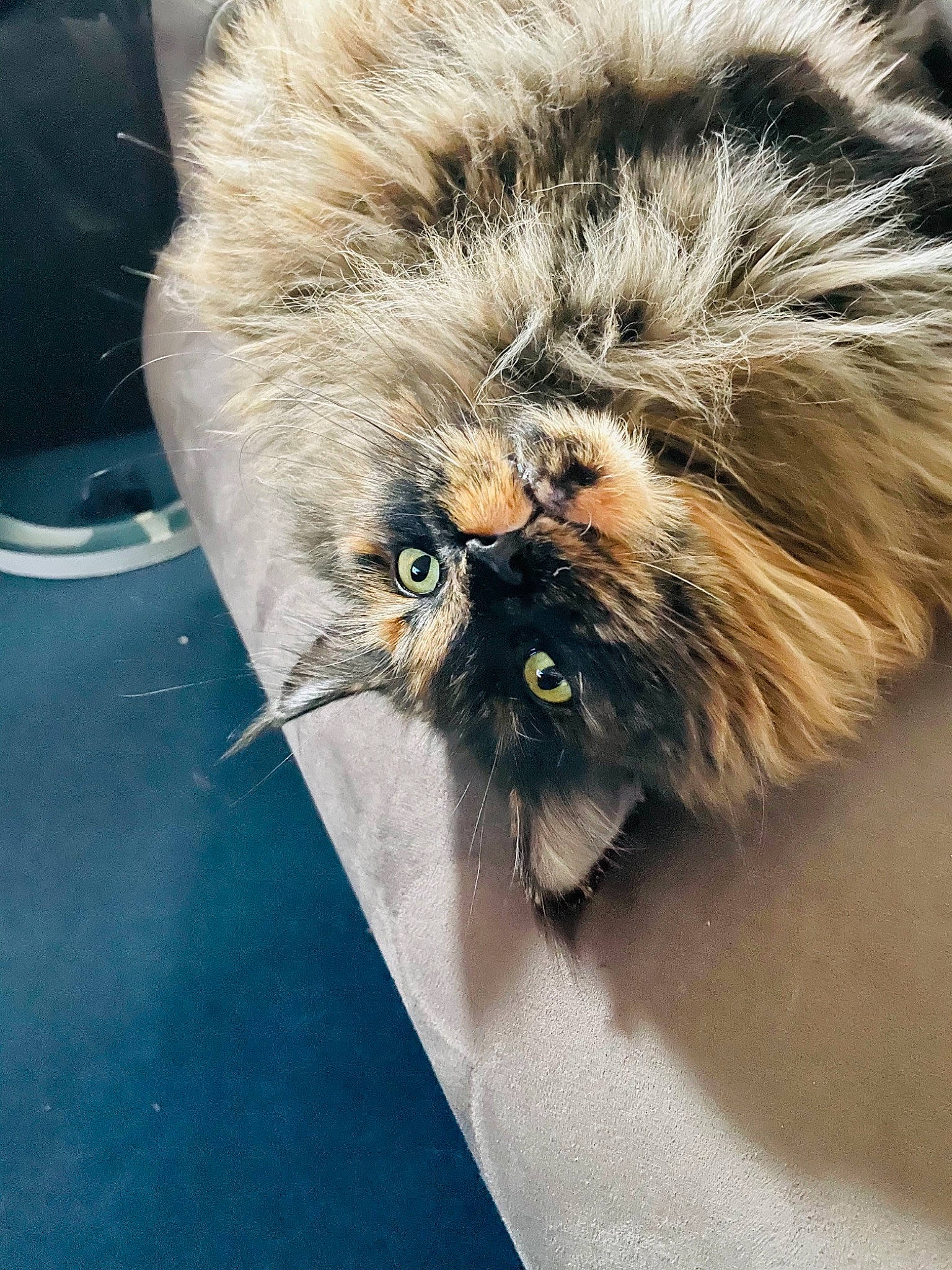 Mala a rejoint le concours — aidez-le/la à gagner de superbes lots ! british_longhair, carnivore, cat, claw, electric_blue, eye, fawn, felidae, flooring, fur, glass, grey, macro_photography, paw, small_to_medium_sized_cats, snout, tail, terrestrial_animal, whiskers, windshield