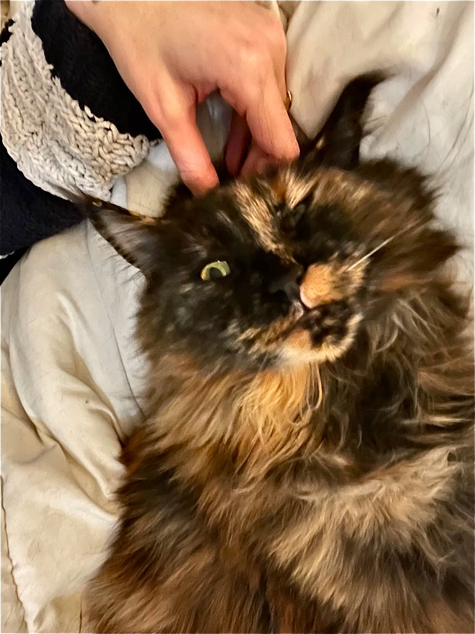 Mala a rejoint le concours — aidez-le/la à gagner de superbes lots ! carnivore, cat, claw, comfort, felidae, food, fur, liver, nail, small_to_medium_sized_cats, snout, terrestrial_animal, vegetable, whiskers