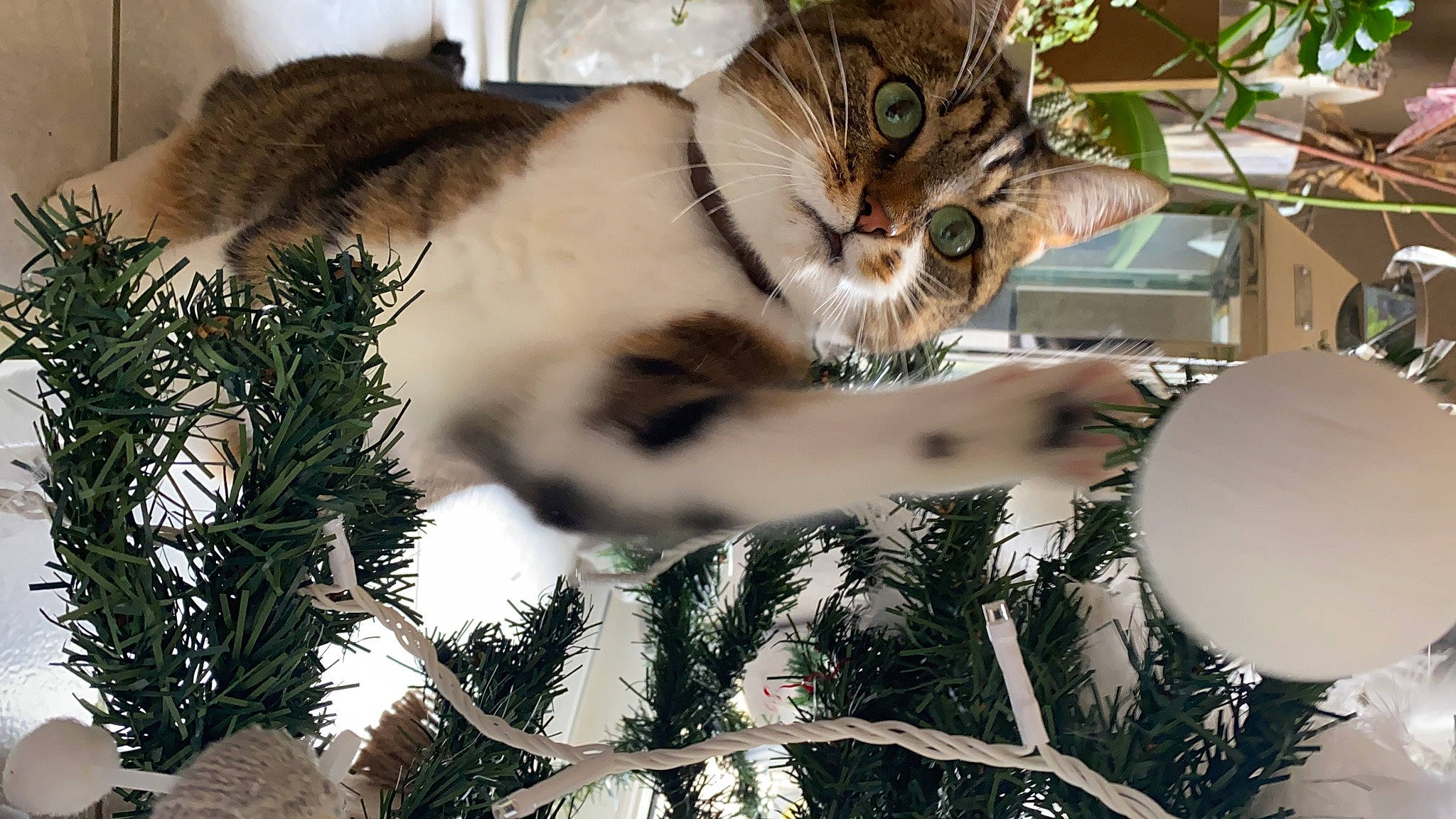 Lardon a rejoint le concours — aidez-le/la à gagner de superbes lots ! branch, carnivore, cat, christmas, christmas_decoration, christmas_ornament, conifer, domestic_short_haired_cat, event, evergreen, felidae, holiday, holiday_ornament, ornament, plant, small_to_medium_sized_cats, tail, tree, twig, whiskers
