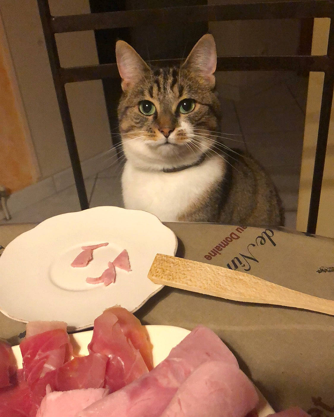 Lardon participe au concours pour gagner de l'argent avec cette photo : box, carmine, carnivore, cat, comfort_food, cuisine, domestic_short_haired_cat, felidae, fur, ingredient, paper_product, paw, peach, pet_supply, red_meat, small_to_medium_sized_cats, snout, sweetness, whiskers, window