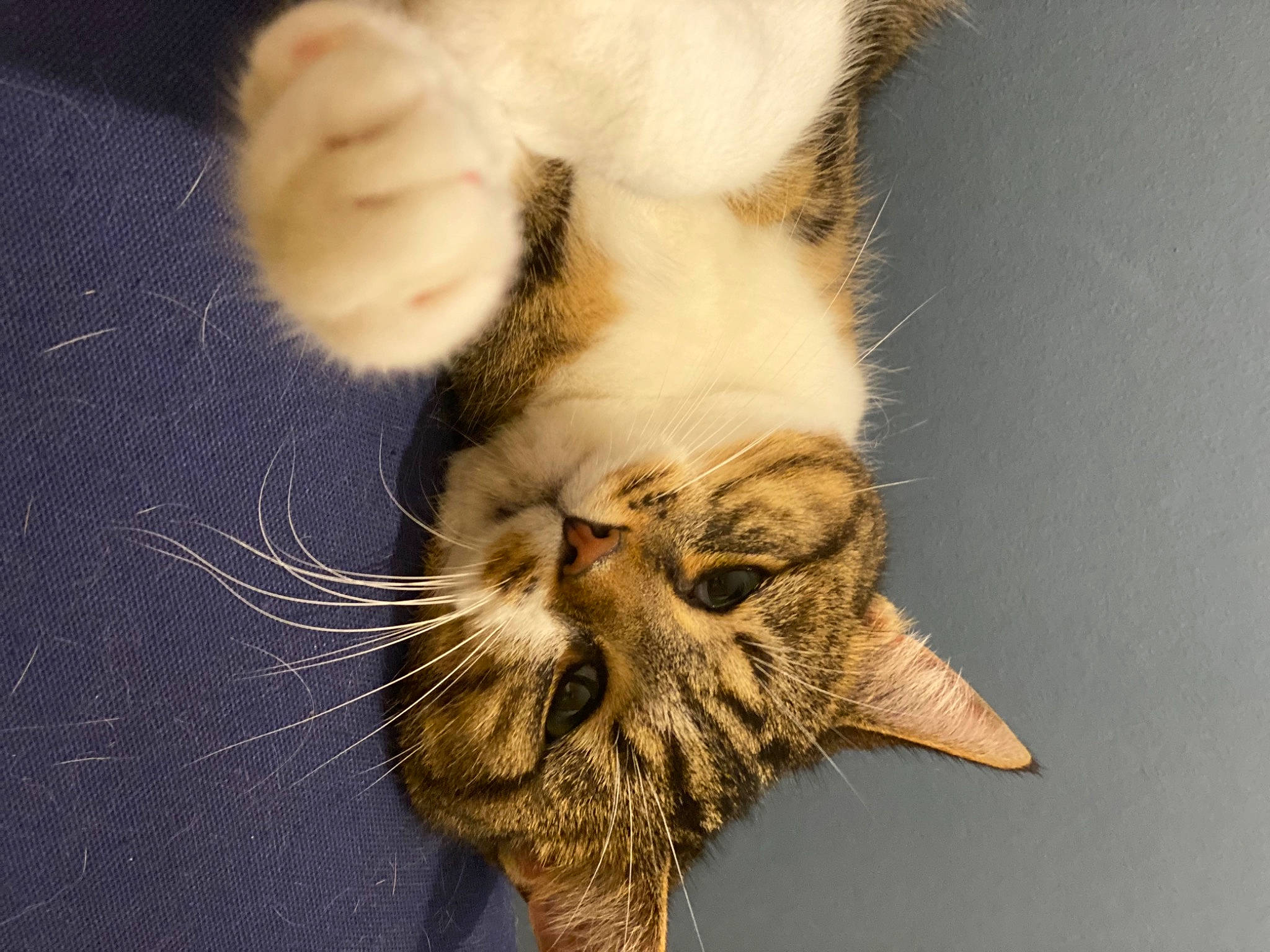 Lardon a rejoint le concours — aidez-le/la à gagner de superbes lots ! carnivore, cat, claw, close_up, domestic_short_haired_cat, eye, fawn, felidae, foot, fur, head, human_body, paw, small_to_medium_sized_cats, snout, tail, terrestrial_animal, whiskers, wildlife