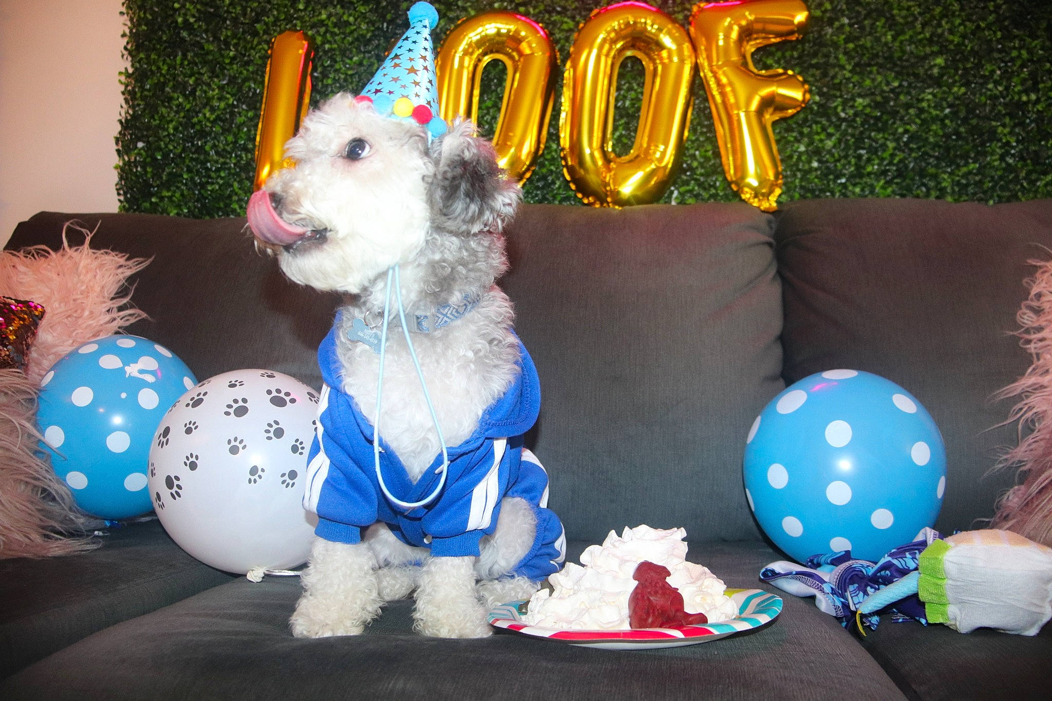 Fendi joined the competition — help win amazing prizes! canidae, carnivore, companion_dog, couch, dog, dog_breed, dog_clothes, dog_supply, event, fawn, lighting, mammal, party_supply, pillow, sofa_bed, sporting_group, stuffed_toy, toy, toy_dog, vertebrate