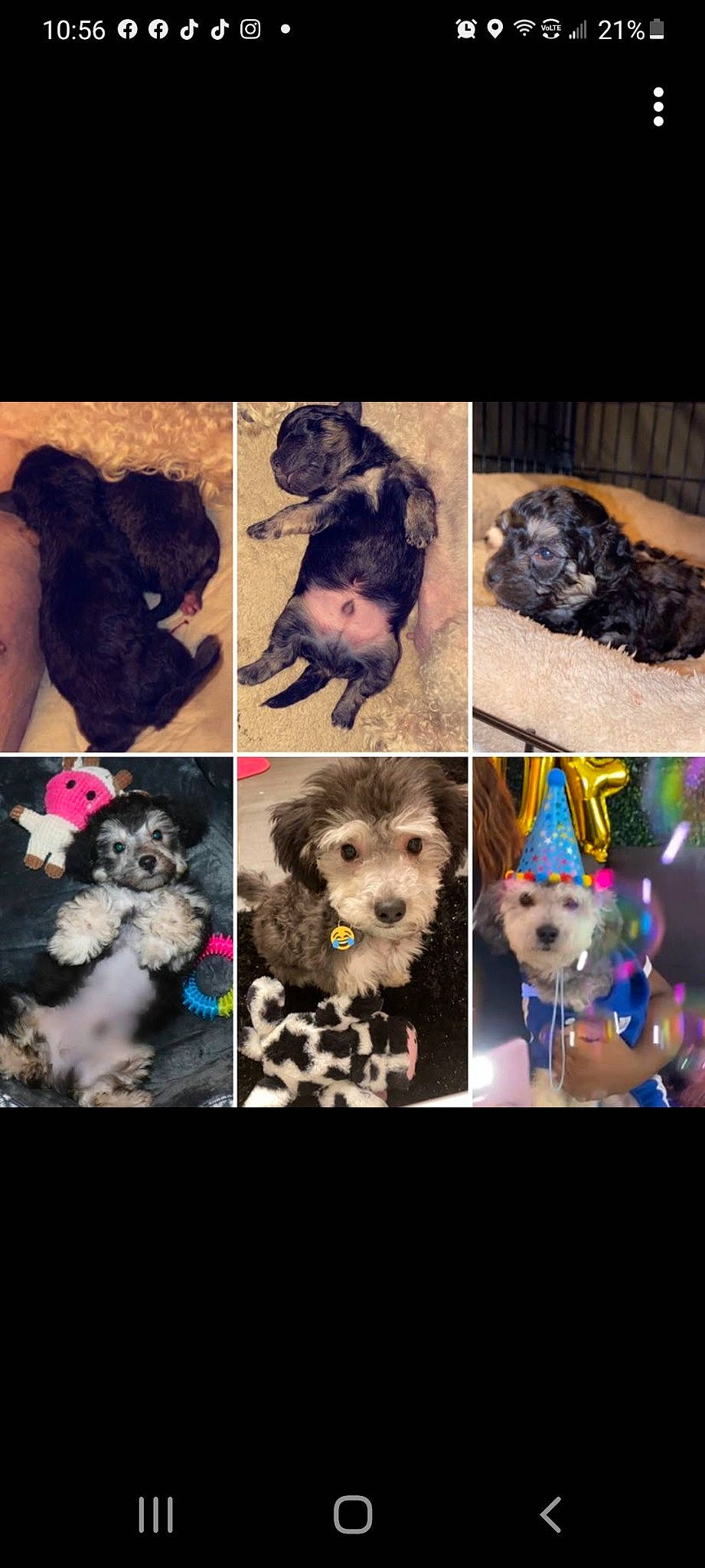 Fendi joined the competition — help win amazing prizes! canidae, carnivore, companion_dog, dog, dog_breed, dog_clothes, dog_supply, fashion_accessory, fawn, font, fur, mammal, pink, snout, sporting_group, stuffed_toy, terrier, toy, toy_dog, vertebrate