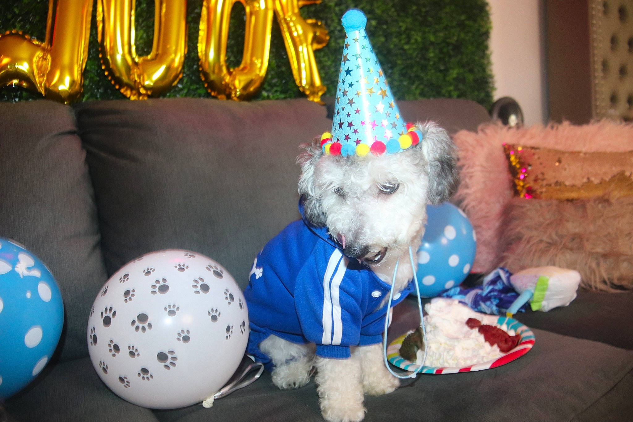 Fendi is registered to the contest to win money with this photo: carnivore, christmas_decoration, christmas_ornament, companion_dog, costume_hat, couch, dog, dog_clothes, dog_supply, event, holiday, holiday_ornament, lighting, living_room, ornament, party_hat, party_supply, pillow, stuffed_toy, toy