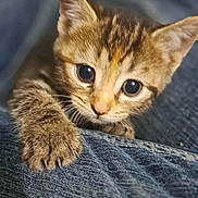 Ophelia joined the competition — help win amazing prizes! kitten, cat, tabby, paw, fur, close_up, animal, pet, cute, curious, denim, texture, claw, whiskers, young, indoor, mammal, small, portrait, feline