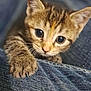 animal, cat, claw, close_up, curious, cute, denim, feline, fur, indoor, kitten, mammal, paw, pet, portrait, small, tabby, texture, whiskers, young