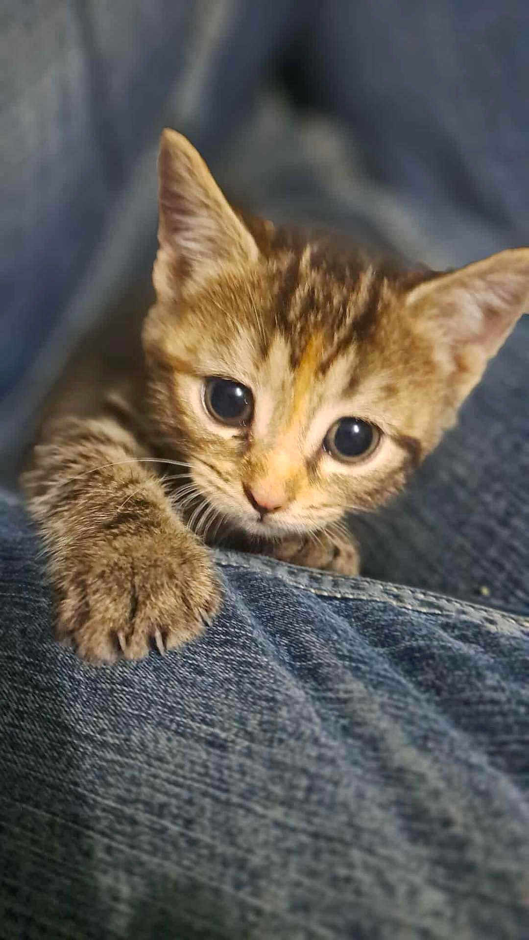 Ophelia joined the competition — help win amazing prizes! kitten, cat, tabby, paw, fur, close_up, animal, pet, cute, curious, denim, texture, claw, whiskers, young, indoor, mammal, small, portrait, feline