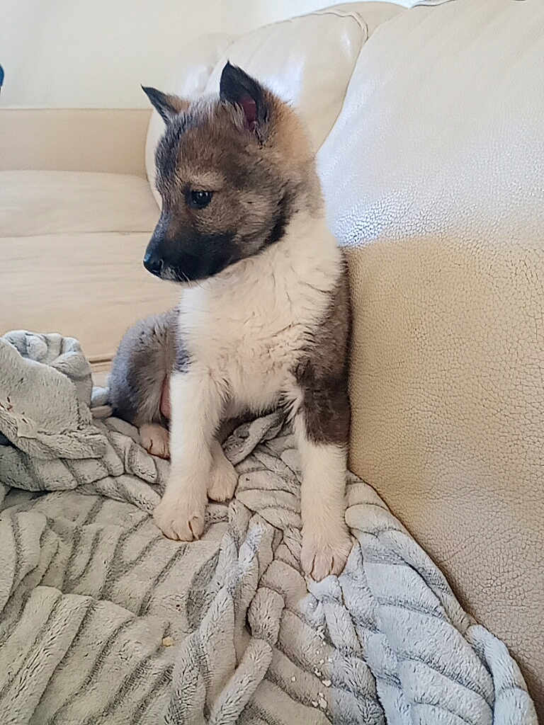 Raika