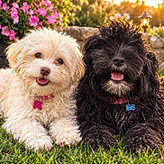 Fiona And Mia joined the competition — help win amazing prizes! dogs, puppies, fluffy, curly_fur, black_dog, white_dog, outdoor, garden, flowers, grass, sunlight, portrait, pet, collars, name_tags, sitting, smiling, open_mouth, lantern, nature