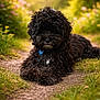animal, black_dog, canine, collar, cute, daylight, dog, flowers, fluffy_dog, fur, garden, grass, greenery, nature, outdoor, path, pet, relaxing, summer, sunlight