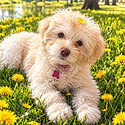 Fiona joined the competition — help win amazing prizes! cream_colored, curly_fur, cute, dandelions, dog, dog_tag, fluffy, grass, lying_down, meadow, nature, outdoor, park, pink_collar, pond, portrait, puppy, sunny, trees, yellow_leaf