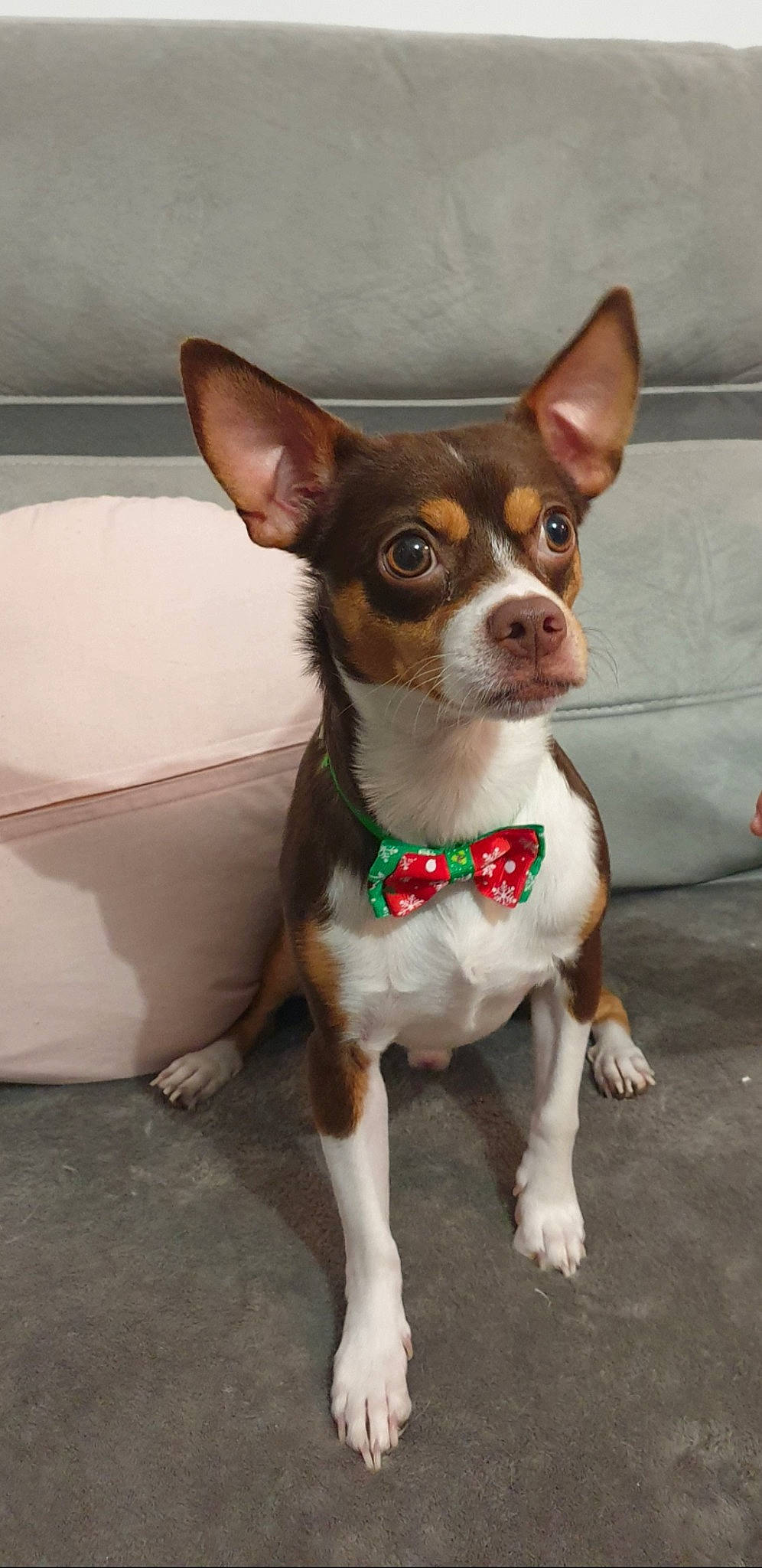 Isko a rejoint le concours — aidez-le/la à gagner de superbes lots ! ancient_dog_breeds, brown, canidae, carnivore, chihuahua, collar, companion_dog, dog, dog_breed, dog_collar, dog_supply, fawn, liver, non_sporting_group, snout, sporting_group, terrestrial_animal, toy_dog, whiskers, working_animal