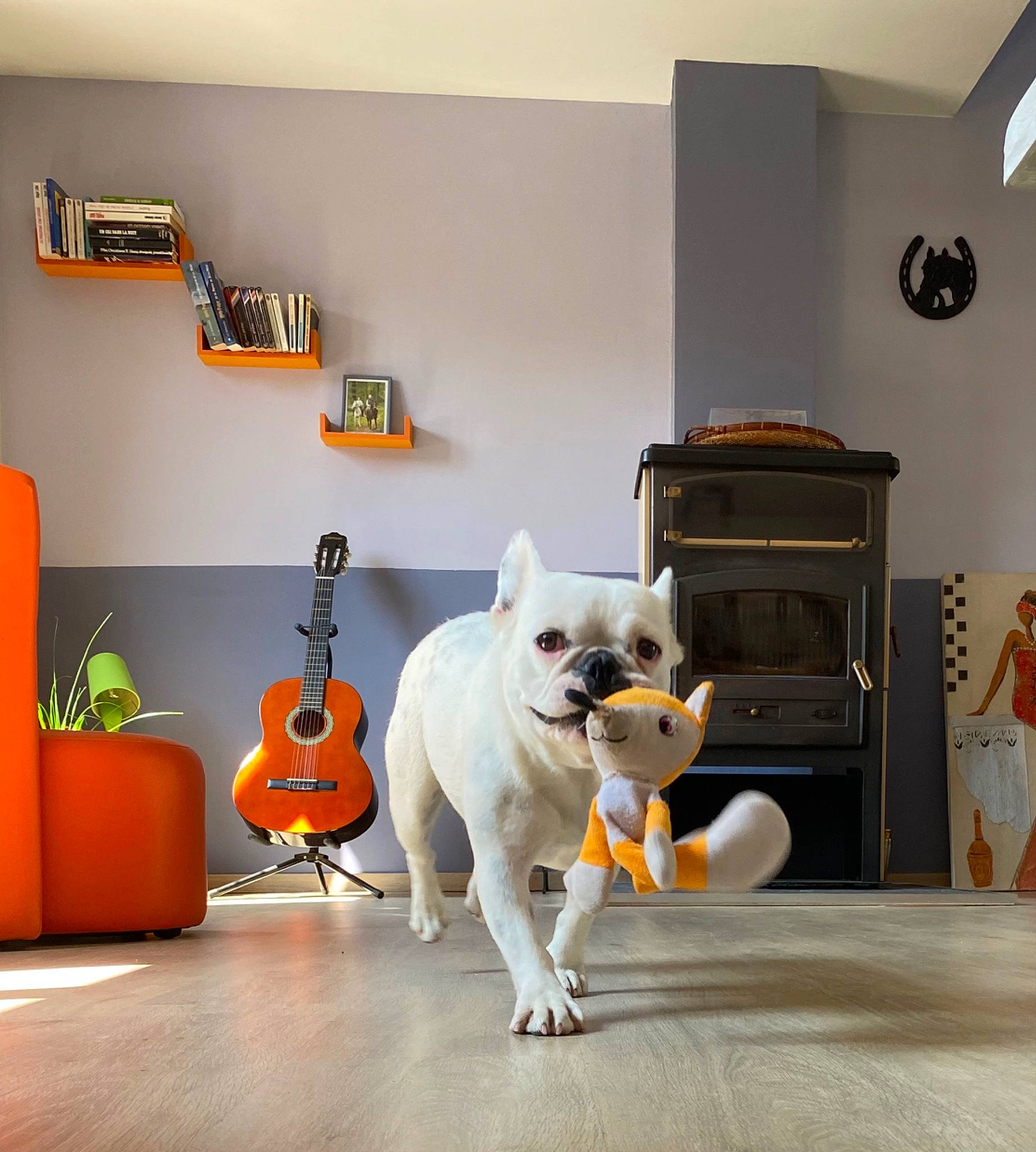 Rosa a rejoint le concours — aidez-le/la à gagner de superbes lots ! art, carnivore, clock, companion_dog, couch, dog, dog_breed, fawn, felidae, floor, flooring, grey, interior_design, musical_instrument, orange, plant, toy, wall, wood, yellow