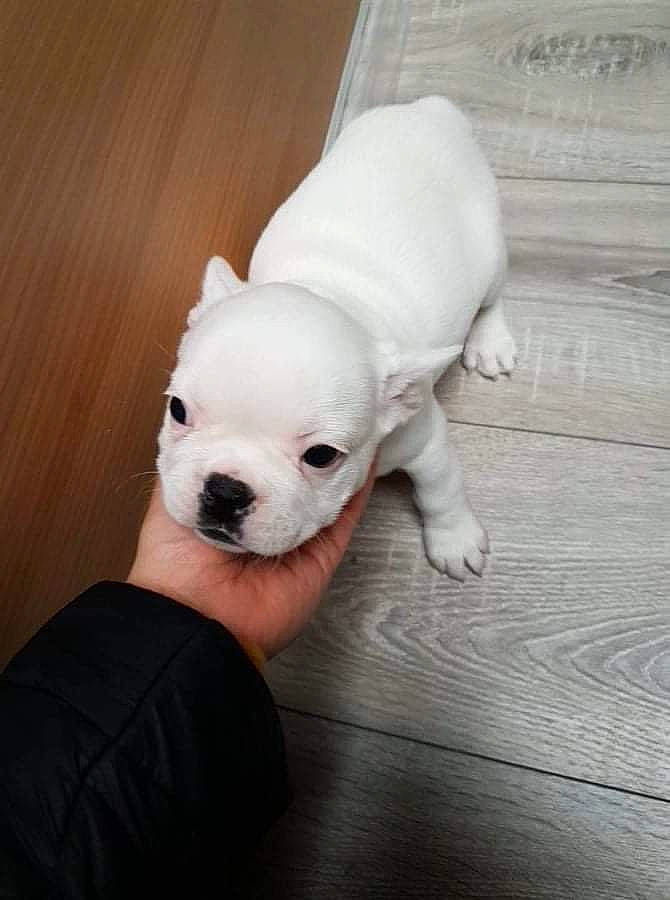 Rosa a rejoint le concours — aidez-le/la à gagner de superbes lots ! canidae, carnivore, comfort, companion_dog, dog, dog_breed, ear, fawn, flooring, fur, hardwood, puppy_love, snout, sporting_group, tail, terrestrial_animal, toy_dog, whiskers, wood, working_animal