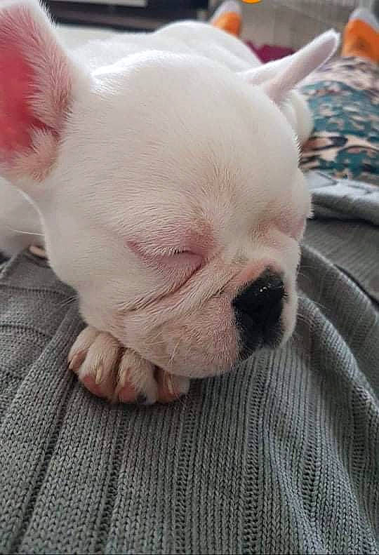 Rosa participe au concours pour gagner de l'argent avec cette photo : canidae, carnivore, comfort, companion_dog, dog, dog_breed, ear, fawn, fur, non_sporting_group, snout, sporting_group, terrestrial_animal, toy_dog, whiskers, working_animal, wrinkle