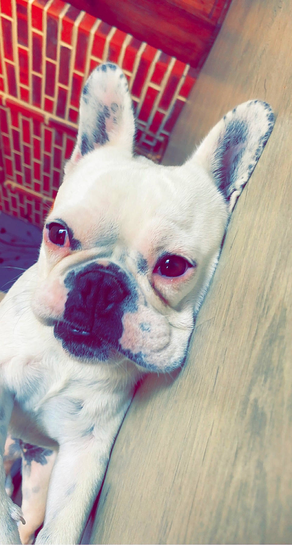 Rosa participe au concours pour gagner de l'argent avec cette photo : bulldog, carmine, carnivore, comfort, companion_dog, dog, dog_breed, ear, fawn, fur, human_body, nose, snout, sporting_group, terrestrial_animal, toy_dog, whiskers, wood, working_animal, wrinkle