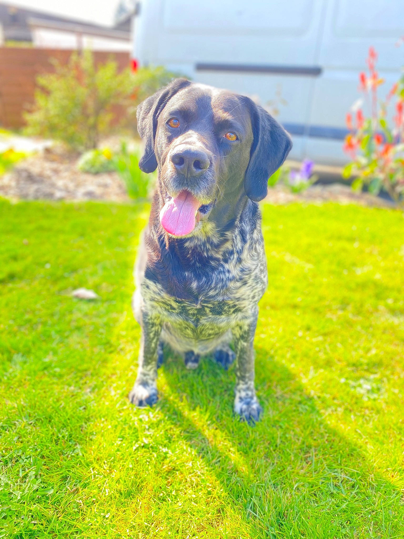 Le Cosaque a rejoint le concours — aidez-le/la à gagner de superbes lots ! canidae, carnivore, collar, companion_dog, dog, dog_breed, dog_collar, dog_supply, electric_blue, fawn, grass, grassland, groundcover, gun_dog, plant, sky, snout, sporting_group, tail, tree