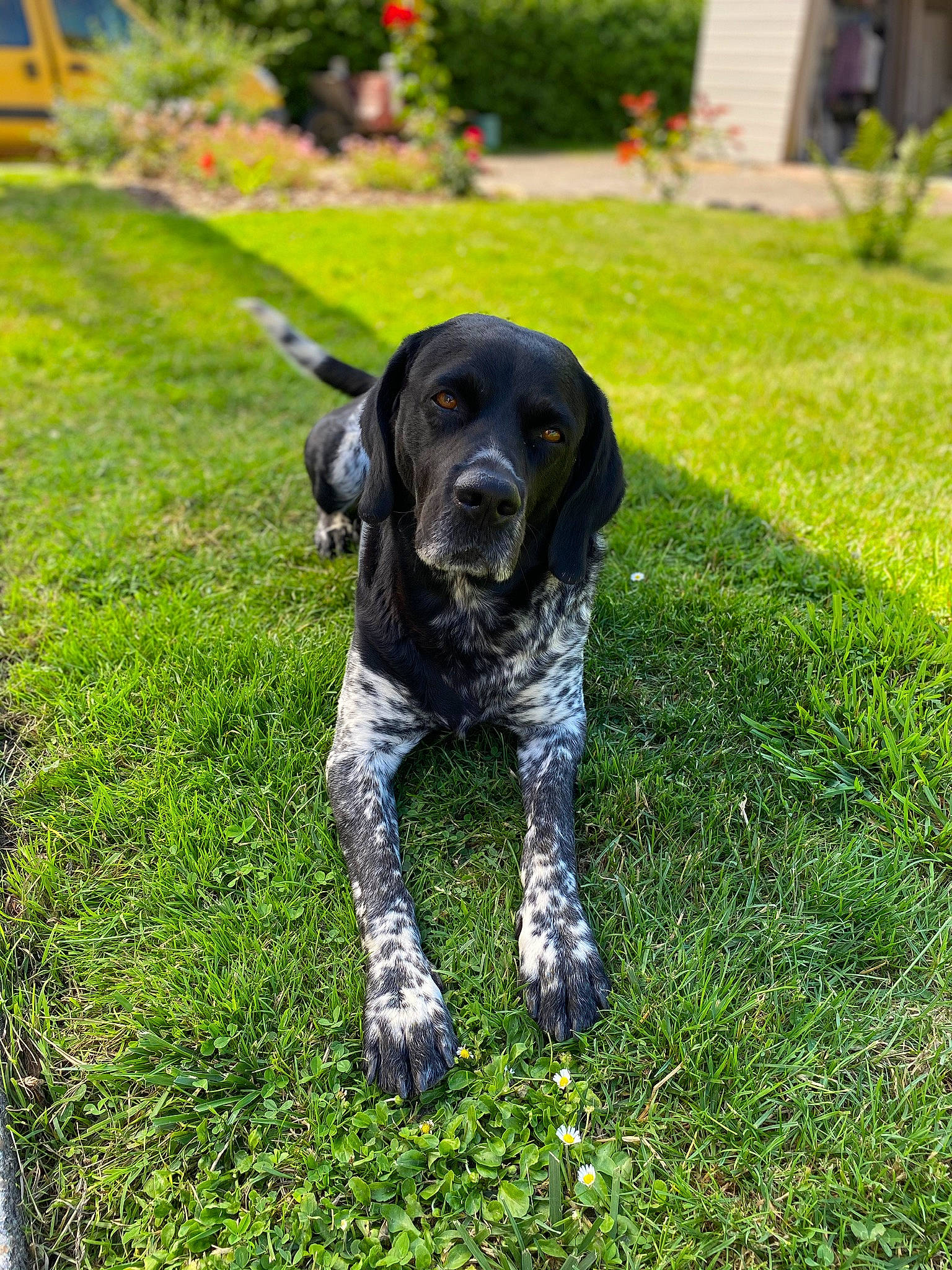 Le Cosaque a rejoint le concours — aidez-le/la à gagner de superbes lots ! canidae, carnivore, companion_dog, dog, dog_breed, fawn, garden, grass, groundcover, guard_dog, gun_dog, lawn, plant, pointing_breed, shrub, snout, sporting_group, tail, working_animal, working_dog