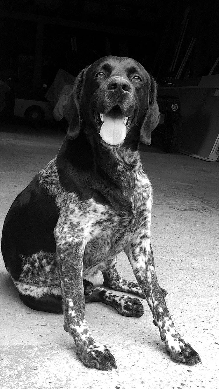 Le Cosaque a rejoint le concours — aidez-le/la à gagner de superbes lots ! black, black_and_white, bored, canidae, carnivore, companion_dog, dog, dog_breed, fur, gun_dog, hound, monochrome, monochrome_photography, non_sporting_group, snout, sporting_group, style, terrestrial_animal, working_animal, working_dog