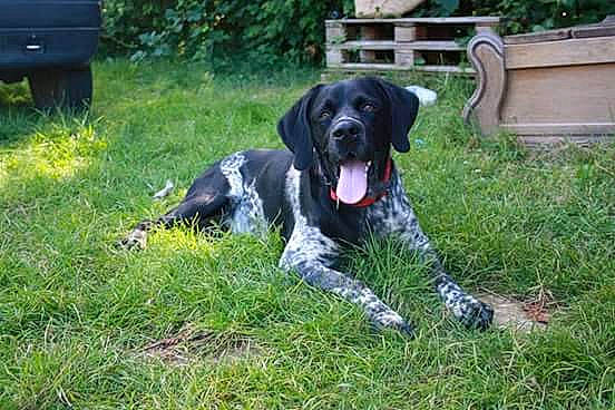 Le Cosaque participe au concours pour gagner de l'argent avec cette photo : borador, carnivore, companion_dog, dog, dog_breed, grass, groundcover, guard_dog, gun_dog, hunting_dog, lawn, outdoor_bench, plant, sporting_group, tail, tree, working_animal, working_dog, yard