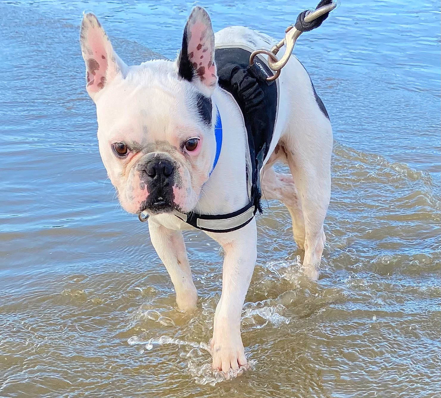 Ruben a rejoint le concours — aidez-le/la à gagner de superbes lots ! adventure, bulldog, canidae, carnivore, collar, companion_dog, dog, dog_breed, dog_collar, dog_supply, fashion_accessory, fawn, fun, leash, molosser, snout, sporting_group, terrestrial_animal, water, working_animal