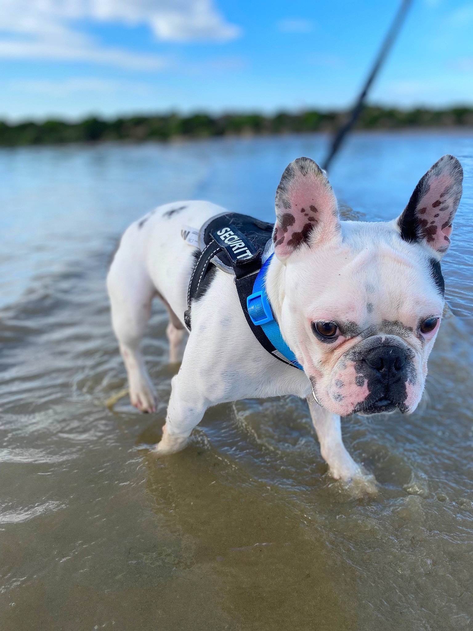 Ruben participe au concours pour gagner de l'argent avec cette photo : adventure, bulldog, canidae, carnivore, cloud, collar, companion_dog, dog, dog_breed, dog_collar, fawn, lake, liquid, sky, snout, sporting_group, terrestrial_animal, water, whiskers, working_animal