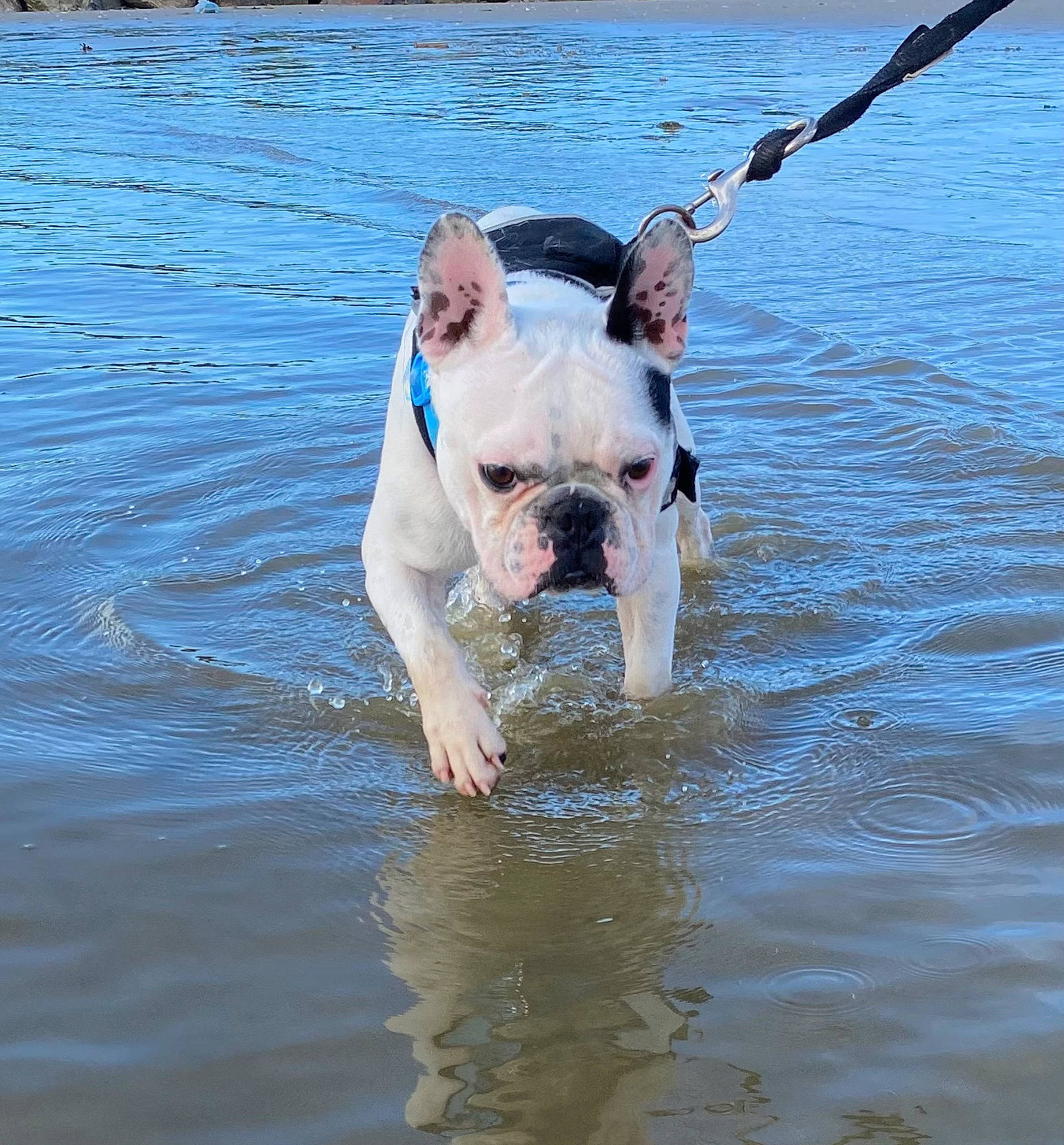 Ruben participe au concours pour gagner de l'argent avec cette photo : body_of_water, bulldog, canidae, carnivore, collar, companion_dog, dog, dog_breed, fawn, grass, lake, leash, leisure, plant, snout, sporting_group, water, whiskers, working_animal, wrinkle