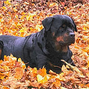 Simba a rejoint le concours — aidez-le/la à gagner de superbes lots ! animal, autumn, black, brown, canine, daylight, dog, fall, forest_floor, fur, leaf_litter, leaves, nature, outdoor, park, pet, quiet, resting, rottweiler, season