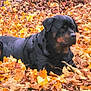 animal, autumn, black, brown, canine, daylight, dog, fall, forest_floor, fur, leaf_litter, leaves, nature, outdoor, park, pet, quiet, resting, rottweiler, season
