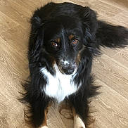 Ramsay participe au concours pour gagner de l'argent avec cette photo : dog, black_fur, white_fur, brown_eyes, lying_down, wooden_floor, pet, animal, domestic_animal, fur, long_hair, cute, looking_up, canine, indoor, mammal, friendly, companion, resting, tricolor