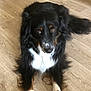 dog, black_fur, white_fur, brown_eyes, lying_down, wooden_floor, pet, animal, domestic_animal, fur, long_hair, cute, looking_up, canine, indoor, mammal, friendly, companion, resting, tricolor