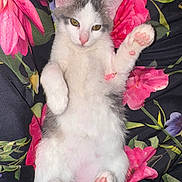 Tooti joined the competition — help win amazing prizes! kitten, cat, paw_pads, pink, white, gray, bracelet, floral, blanket, pet, cute, relaxed, lying_down, fur, animal, small, indoors, pink_nose, ears, whiskers