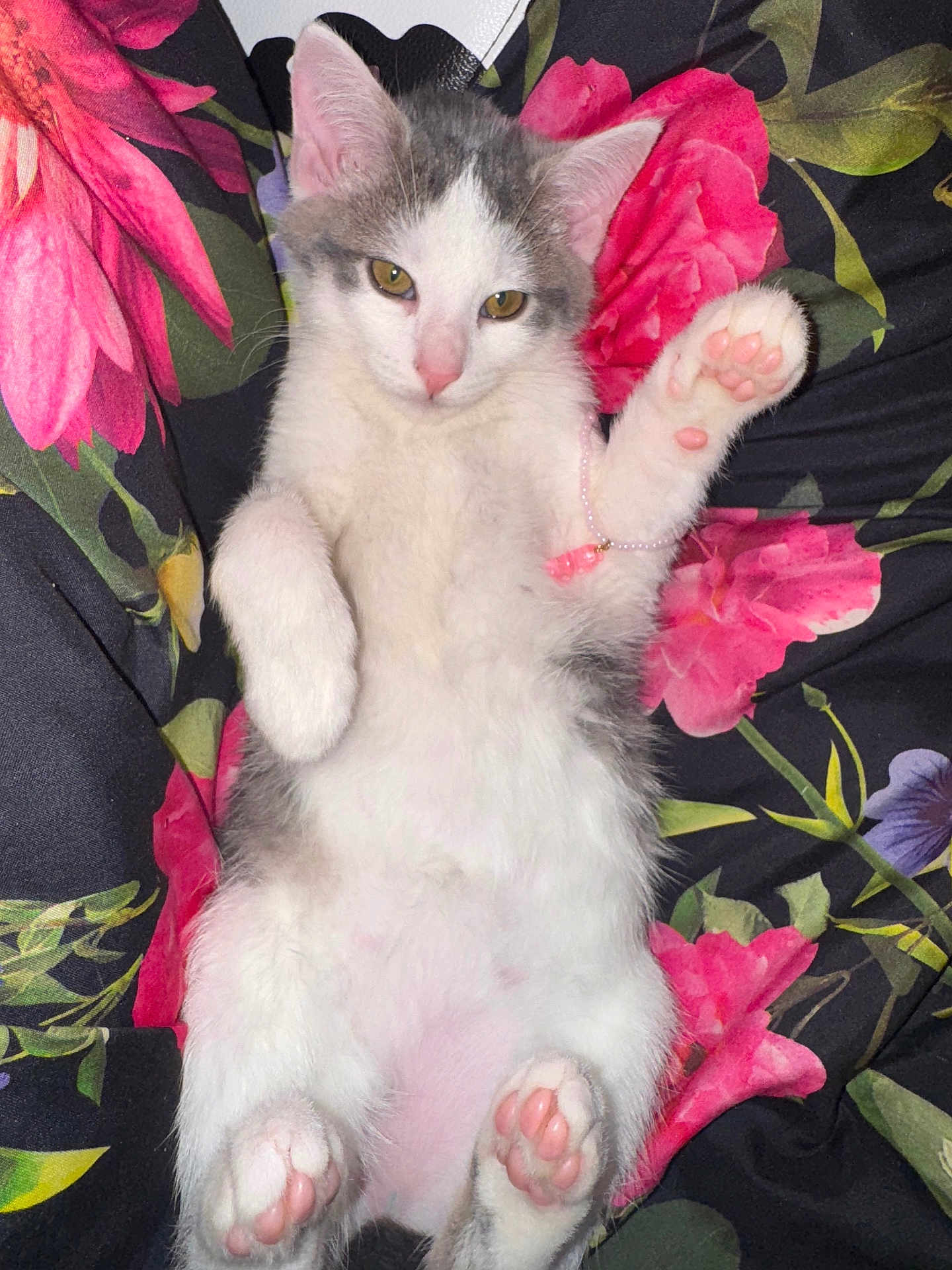 Tooti joined the competition — help win amazing prizes! kitten, cat, paw_pads, pink, white, gray, bracelet, floral, blanket, pet, cute, relaxed, lying_down, fur, animal, small, indoors, pink_nose, ears, whiskers