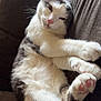 Tooti is registered to the contest to win money with this photo: cat, pet, animal, feline, relaxed, sleepy, couch, indoor, fur, pink_nose, whiskers, paws, stretching, closeup, domestic, cute, cozy, resting, tabby, white