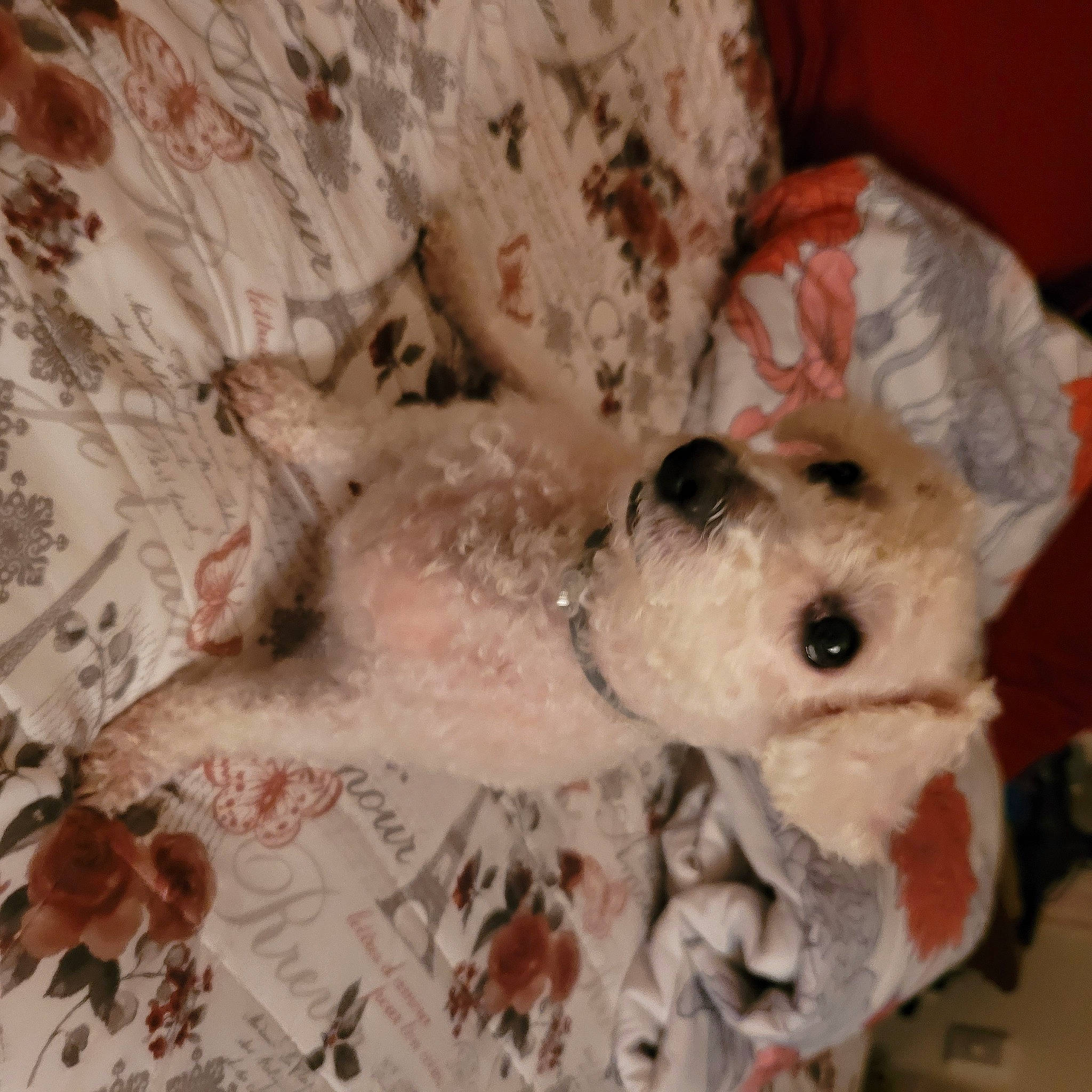 Diamond joined the competition — help win amazing prizes! canidae, carnivore, companion_dog, dog, dog_breed, dog_supply, fawn, fur, maltepoo, non_sporting_group, pattern, paw, puppy, snout, sporting_group, terrestrial_animal, toy, toy_dog, working_animal