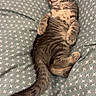 Ruby participe au concours pour gagner de l'argent avec cette photo : cat, kitten, sleeping, tabby, striped_fur, pet, animal, cute, relaxed, lying_down, belly_up, paws, tail, whiskers, closed_eyes, blanket, bed, indoor, cozy, portrait
