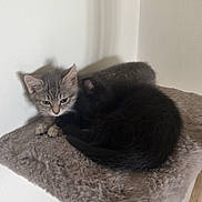 Ruby participe au concours pour gagner de l'argent avec cette photo : cat, kitten, kittens, tabby_cat, black_cat, sleeping, sitting, cuddling, furry, whiskers, ears, paws, tail, pet, animal, cat_tree, scratching_post, plush, indoors, cozy