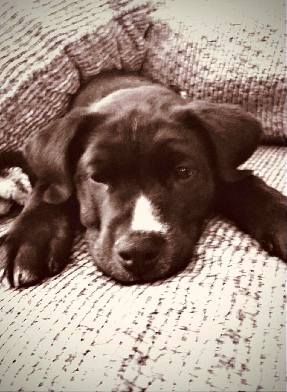 Deeks joined the competition — help win amazing prizes! canidae, carnivore, comfort, companion_dog, dog, dog_breed, eye, flooring, fur, grey, gun_dog, liver, monochrome_photography, retriever, snout, sporting_group, terrestrial_animal, whiskers, wood, working_animal