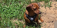 Coco joined the competition — help win amazing prizes! dog, brown_dog, small_dog, outdoor, grass, sand, harness, pet, animal, nature, sunlight, daylight, sitting, looking_away, ears, fur, canine, ground, greenery, quiet
